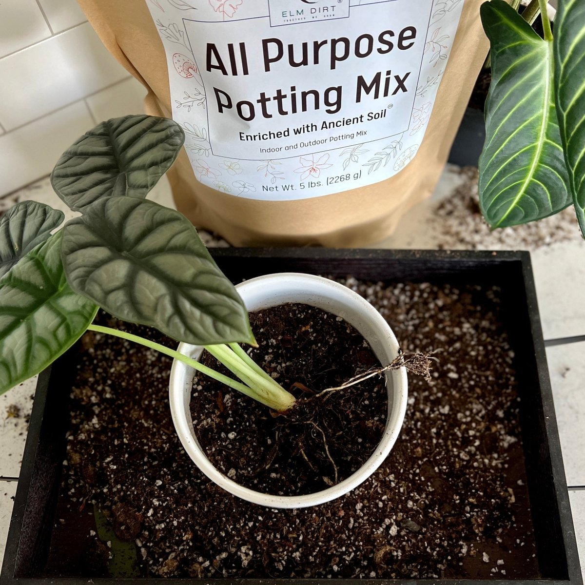 All - Purpose Soil Mix - Ed's Plant Shop