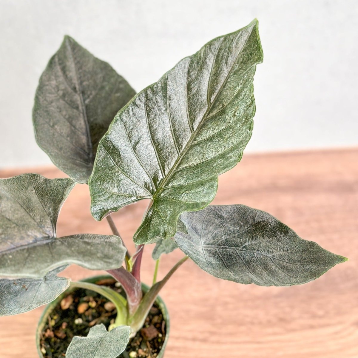 Alocasia 'Antoro Velvet' - Antoro Velvet Alocasia - 4.5 Inch - Ed's Plant Shop
