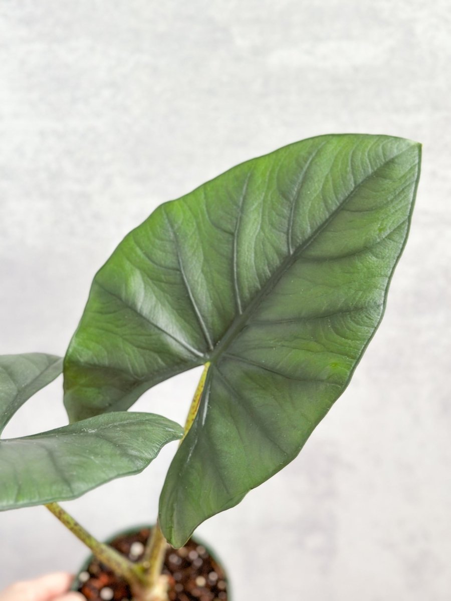 Alocasia imperialis - Imperialis Elephant Ear - 4.5 Inch - Ed's Plant Shop