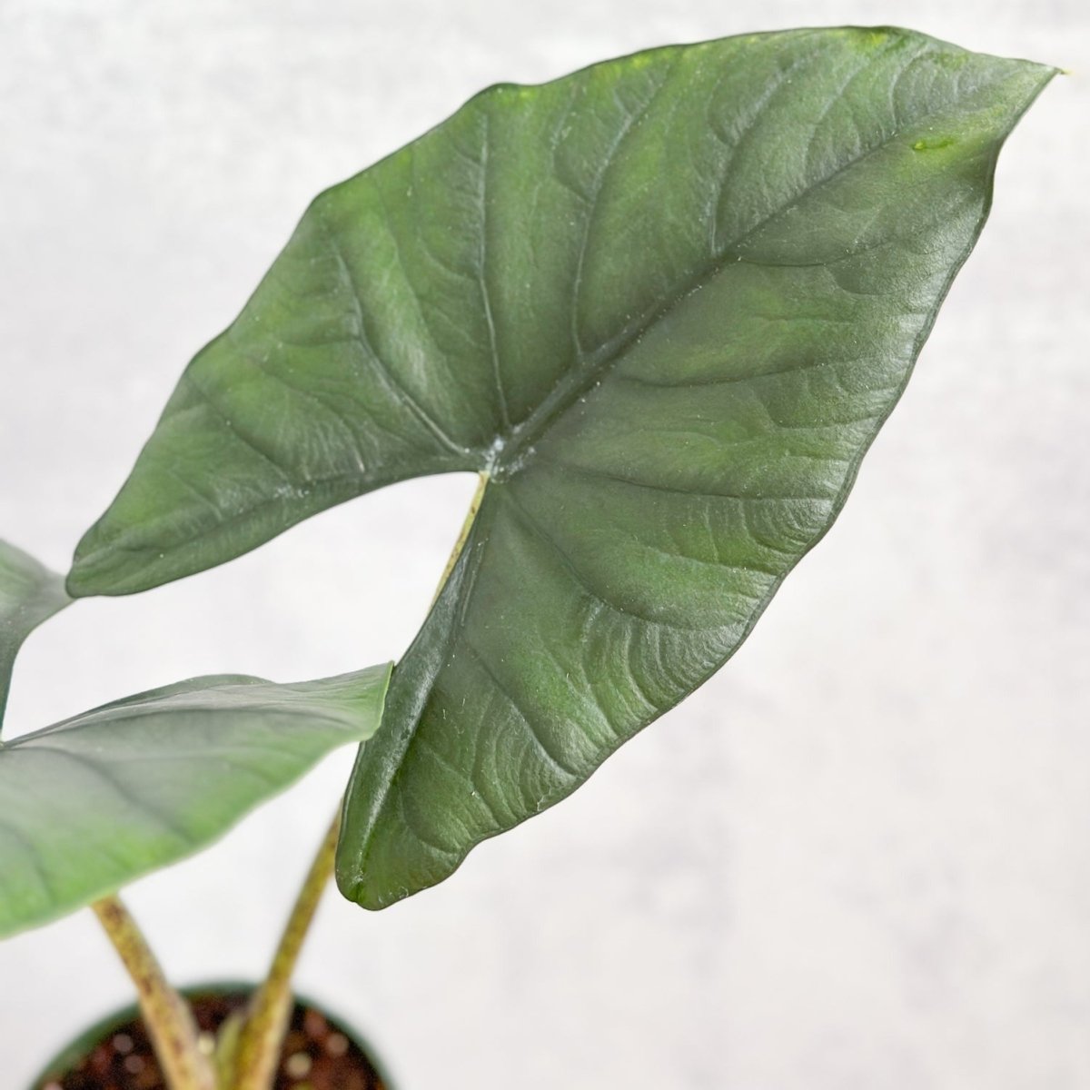 Alocasia imperialis - Imperialis Elephant Ear - 4.5 Inch - Ed's Plant Shop