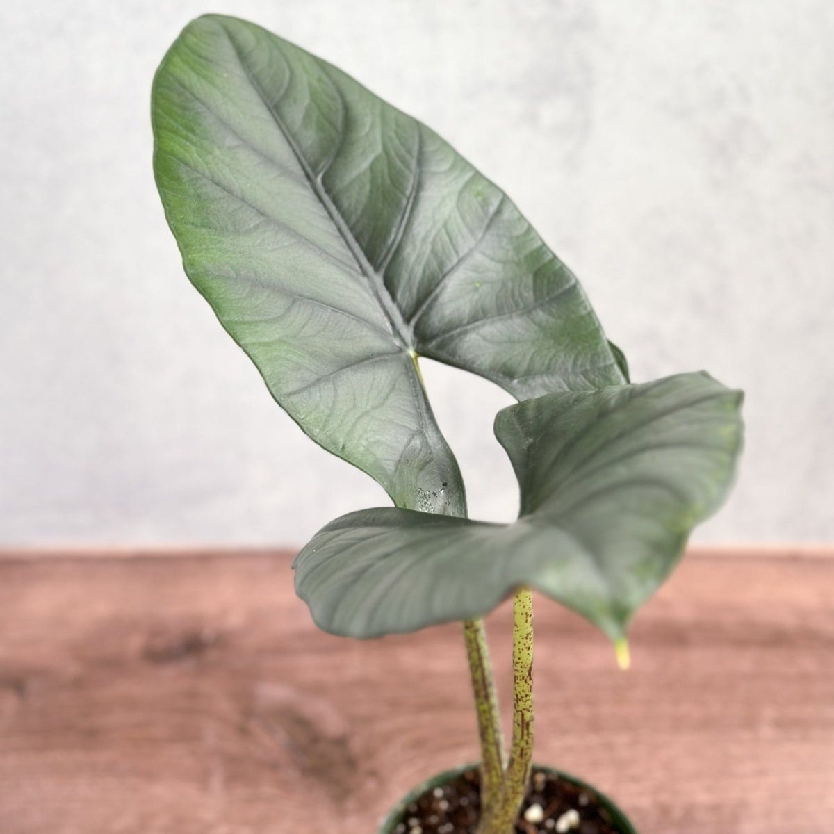 Alocasia imperialis - Imperialis Elephant Ear - 4.5 Inch - Ed's Plant Shop