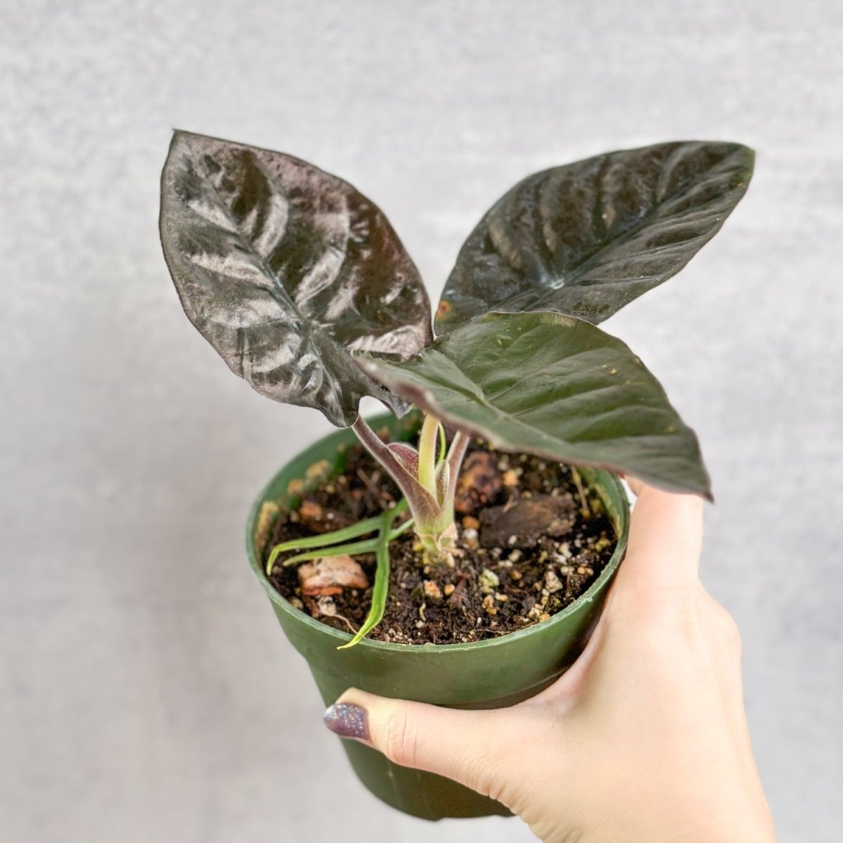 Alocasia infernalis 'Kapit' - 4.5 Inch - Ed's Plant Shop