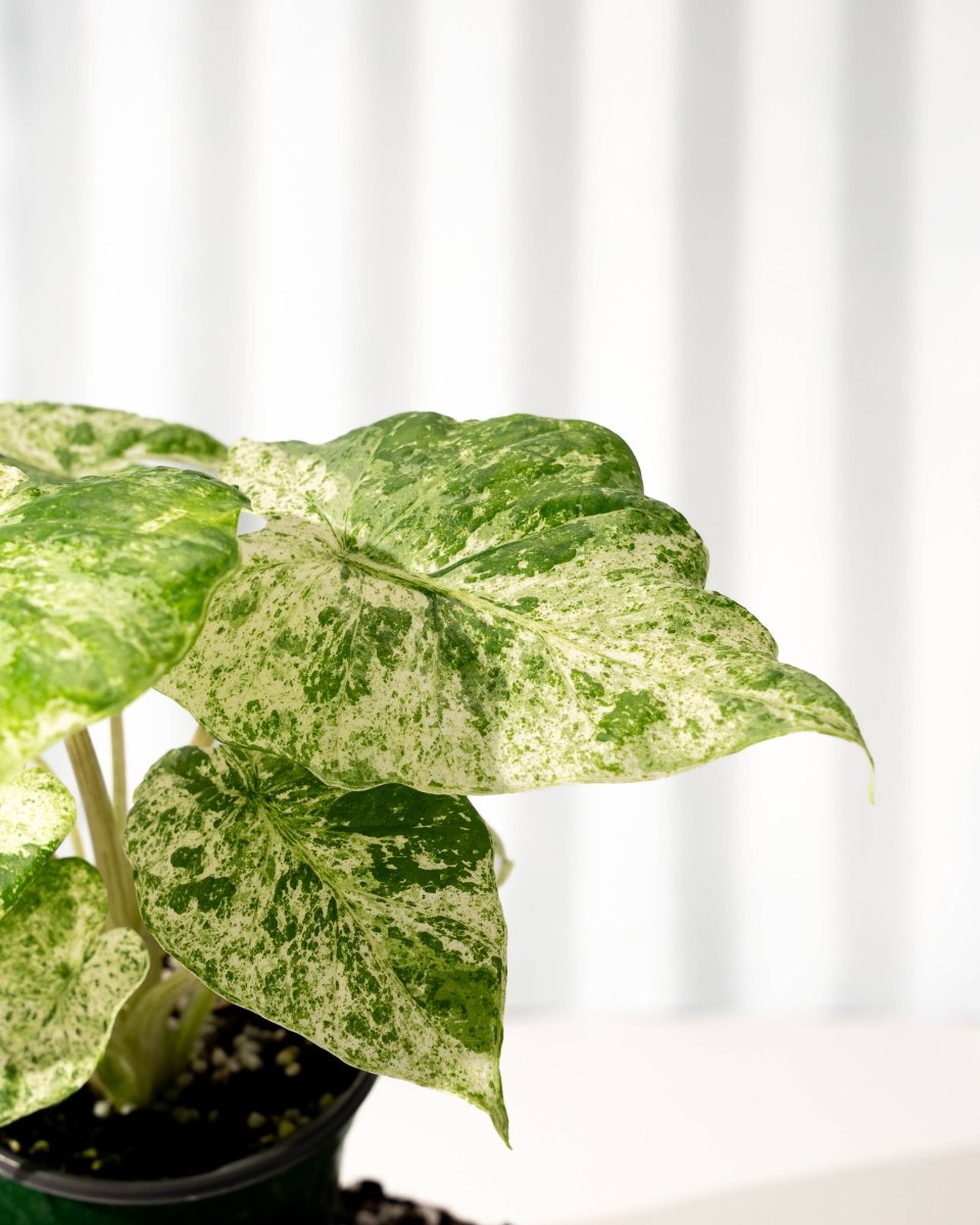 Alocasia ‘Odora Batik’ – Rare Elephant Ear with Batik Pattern - Ed's Plant Shop