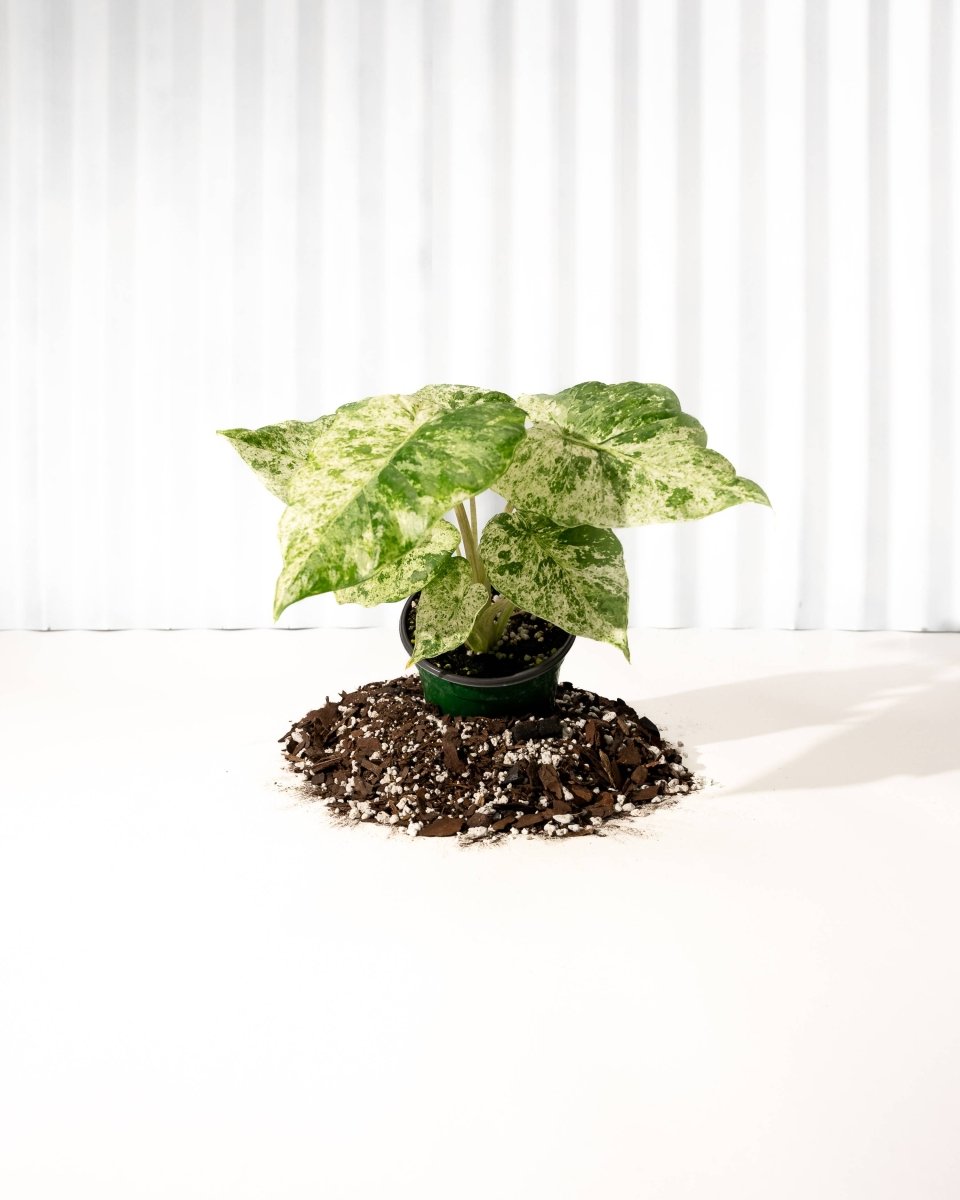 Potted Alocasia plant with variegated leaves on a white background
