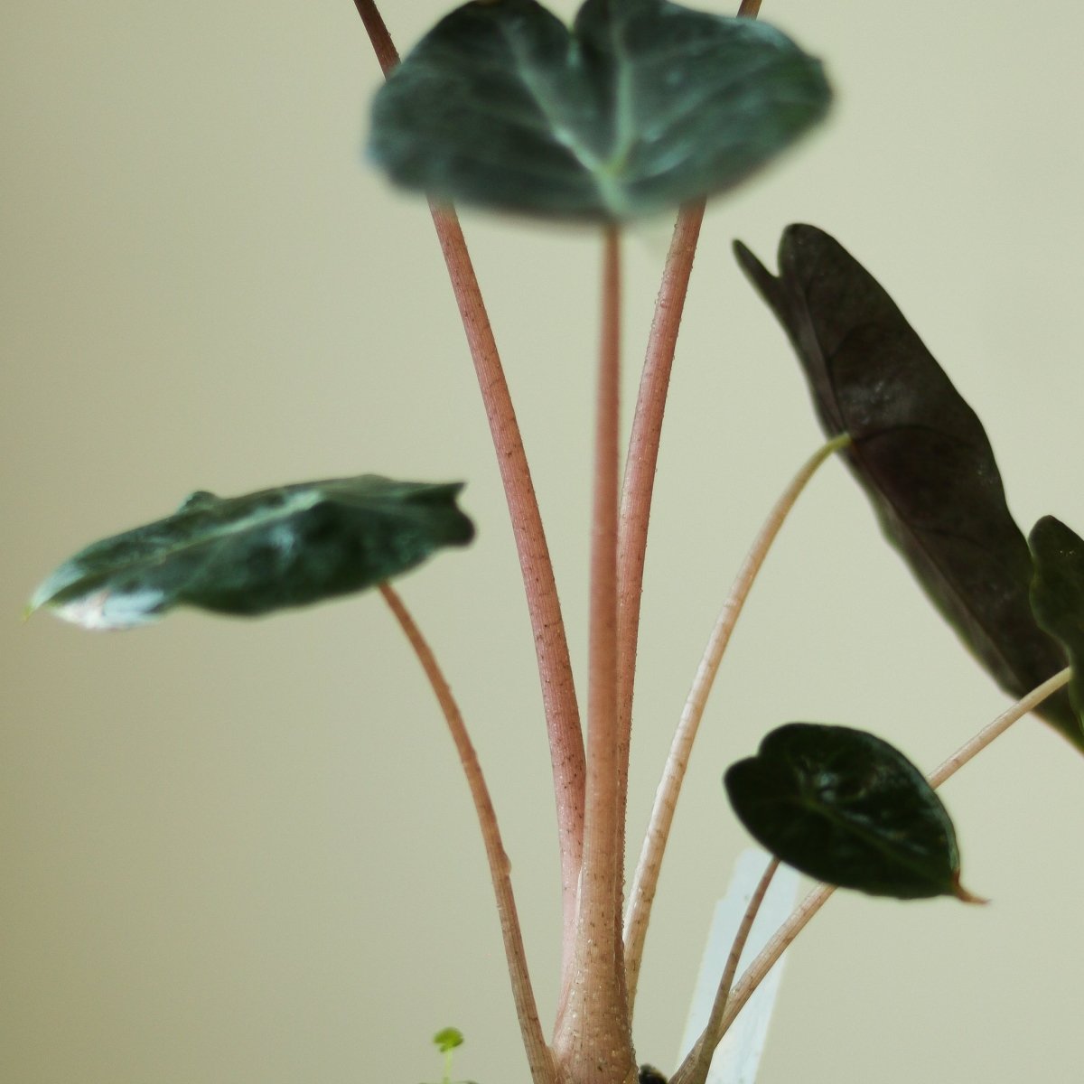 Alocasia Pink Dragon - 4 Inch - Ed's Plant Shop