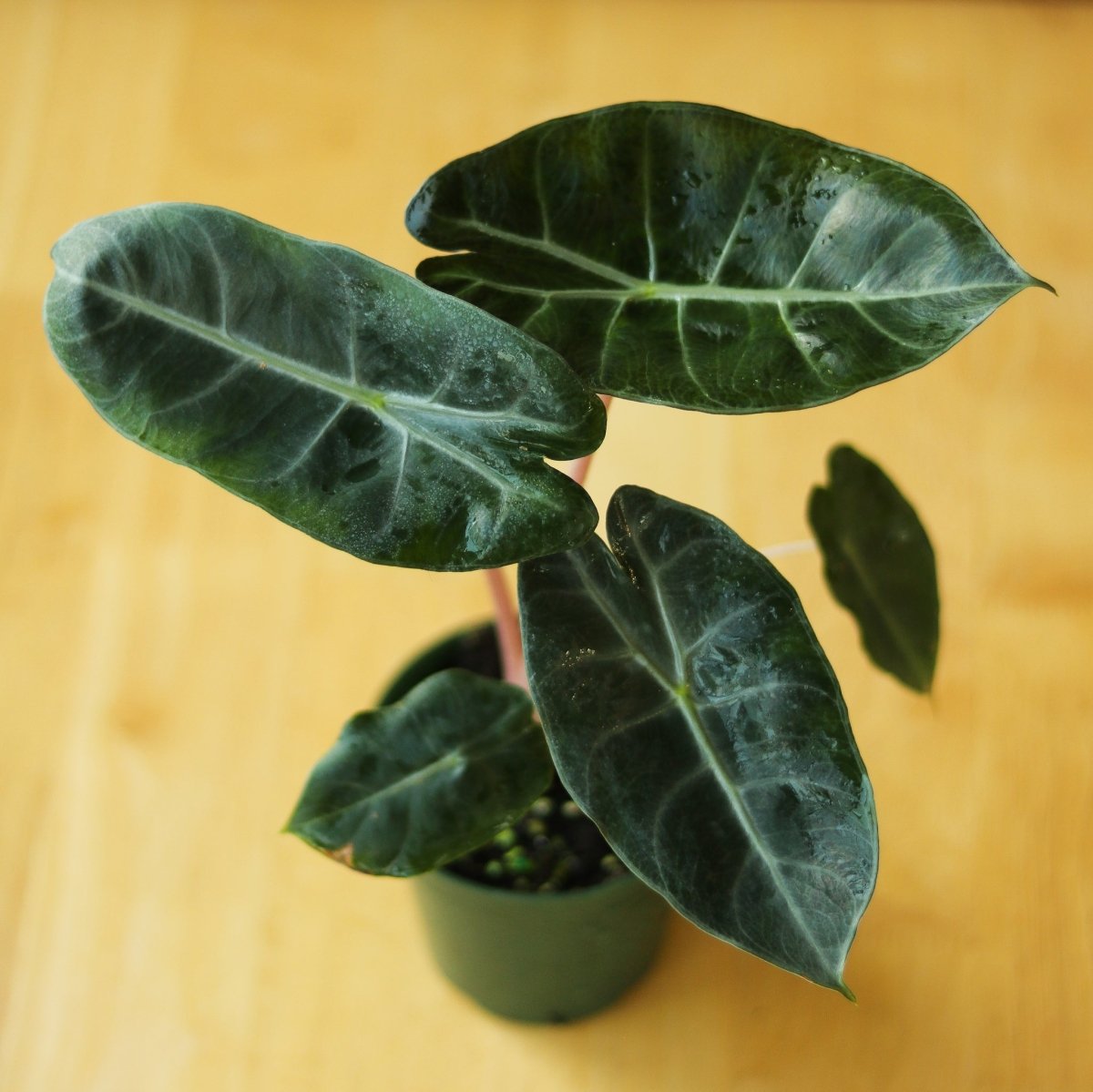 Alocasia Pink Dragon - 4 Inch - Ed's Plant Shop