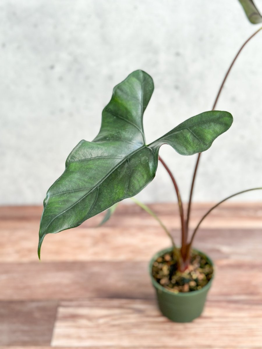 Alocasia priceps 'Purple Cloak' - Purple Cloak Elephant Ear - 6 Inch - Ed's Plant Shop