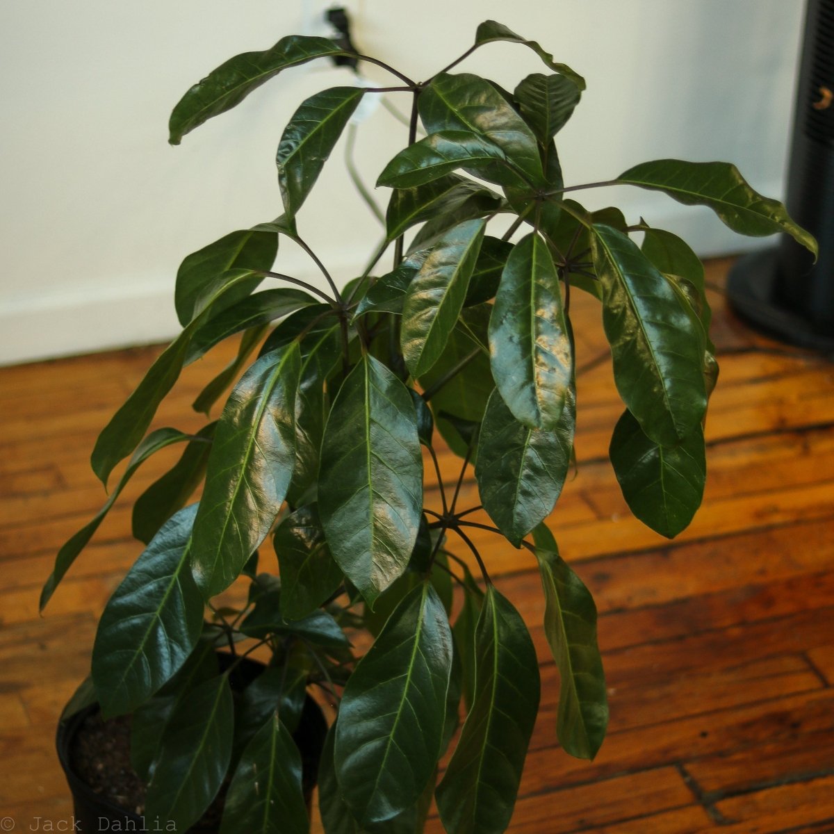Full view of Alpine Schefflera indoor plant styled in a modern home setting