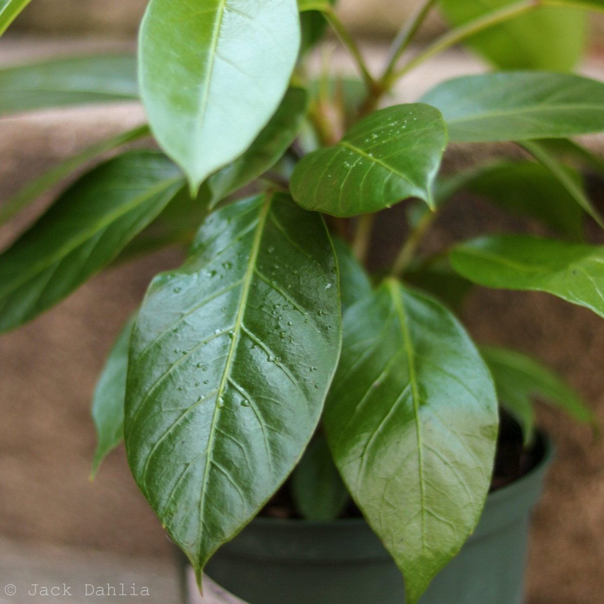 Schefflera alpina foliage detail with elongated leaflets resembling Ficus Audrey leaves