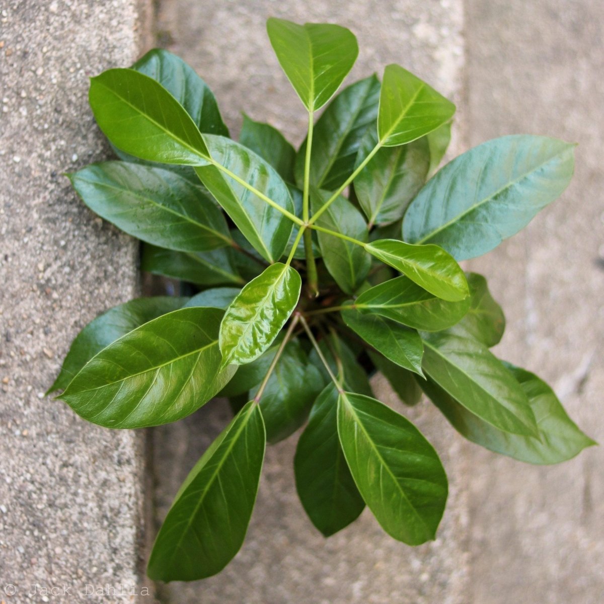 Close-up of Schefflera alpina leaves showing matte green texture and umbrella-shaped new growth pattern