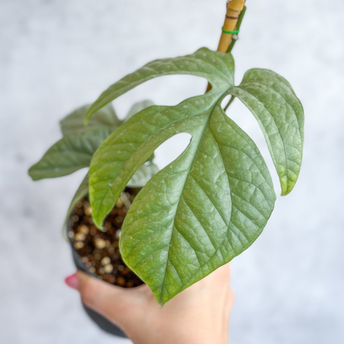 Amydrium medium 'Silver Spiderman' - Silver Spiderman False Monstera - 4 Inch - Ed's Plant Shop