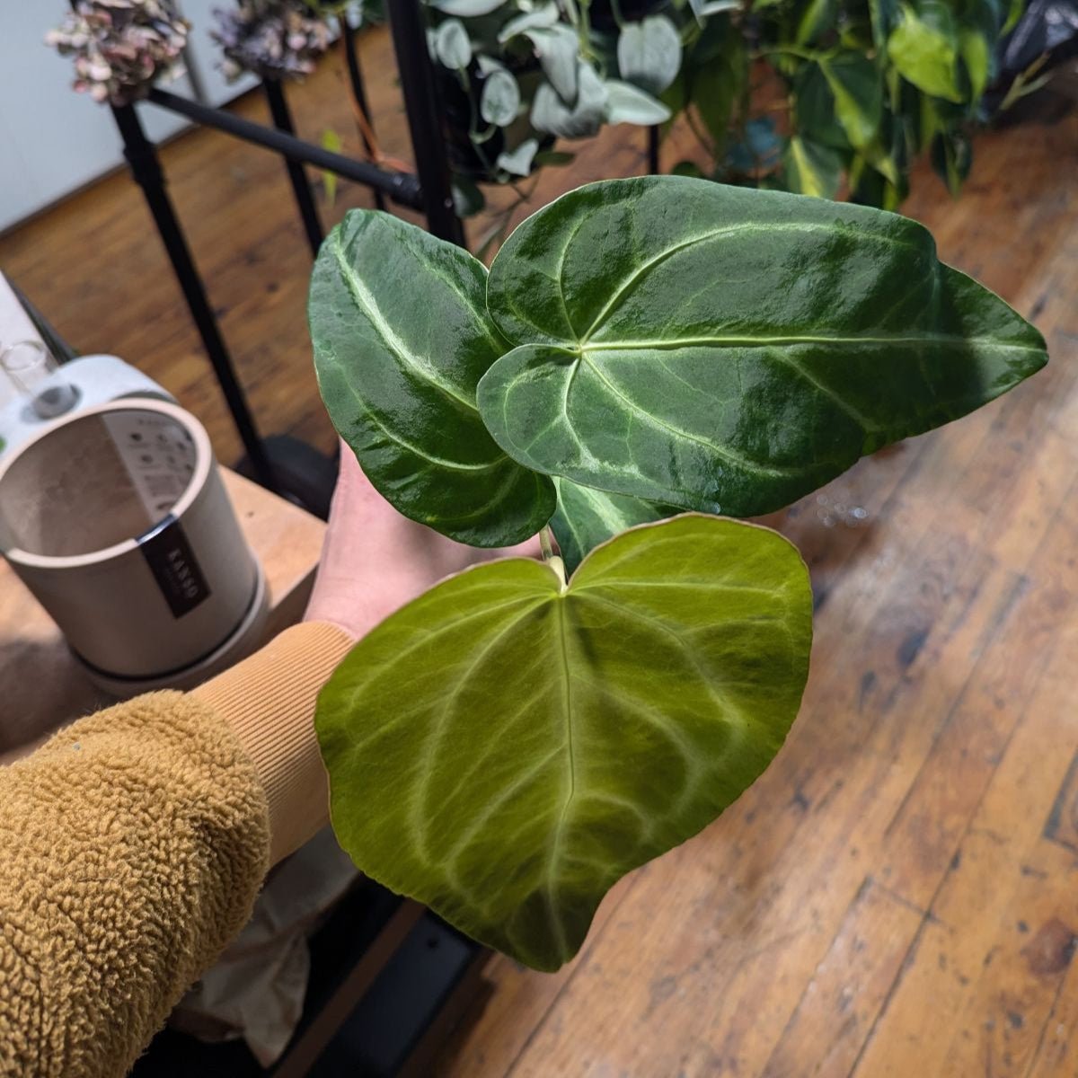 Anthurium magnificum Silver - Ed's Plant Shop