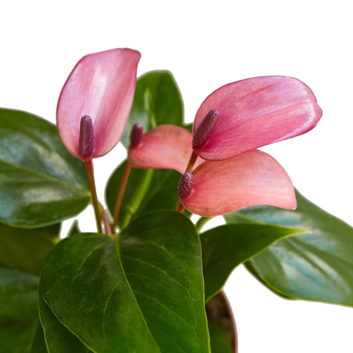 Anthurium Purple – 4" Live Plant | Vibrant Indoor Blooms - Ed's Plant Shop