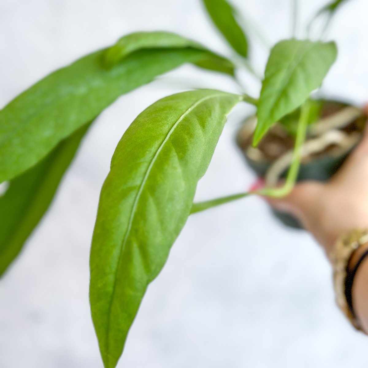 Anthurium vittariifolium - Strap Leaf Anthurium - Ed's Plant Shop
