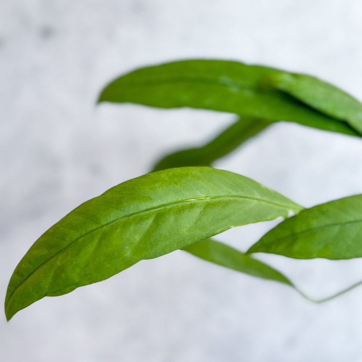 Anthurium vittariifolium - Strap Leaf Anthurium - Ed's Plant Shop