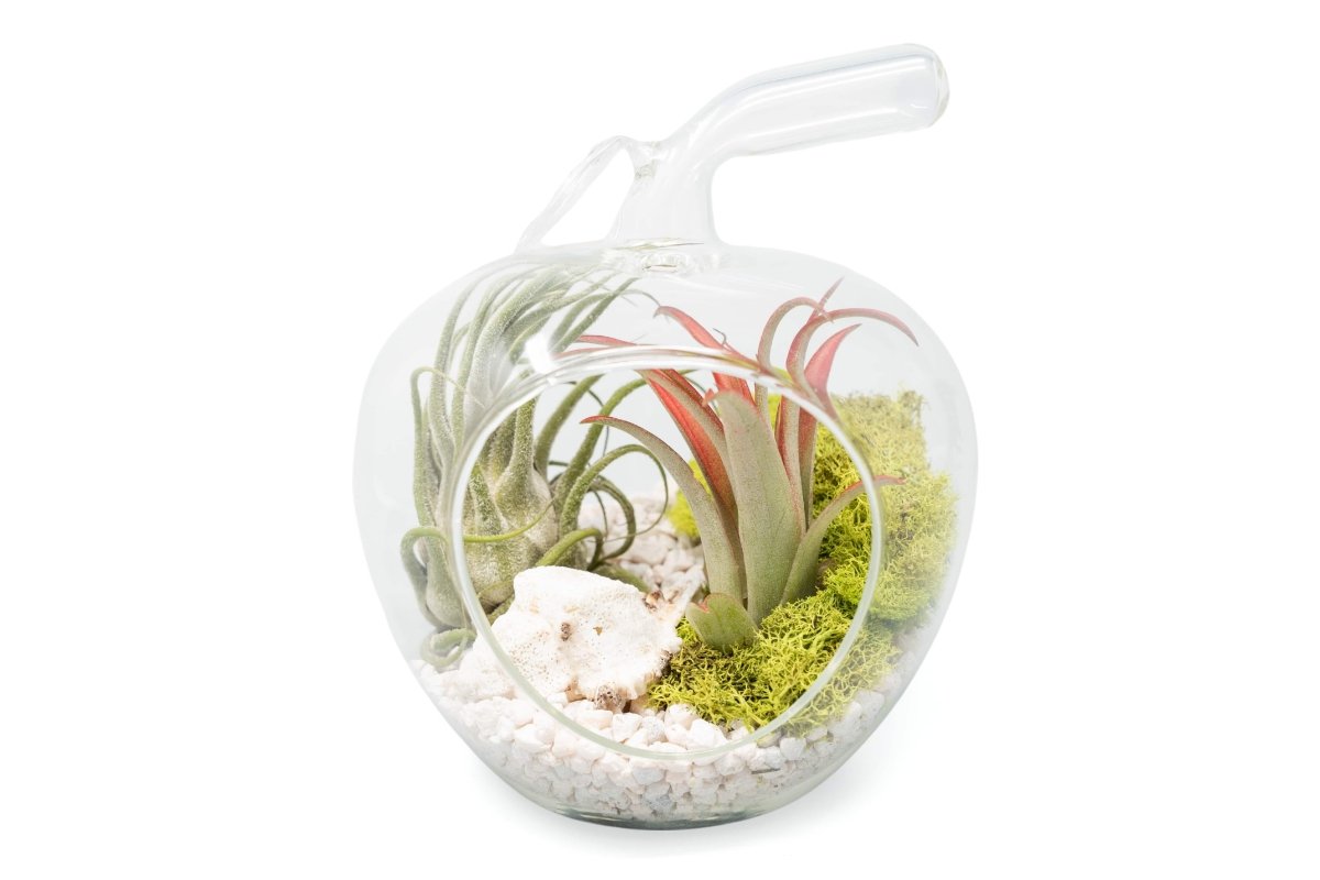 Apple Terrarium with Pebble Kit and Tillandsia Air Plants - Ed's Plant Shop