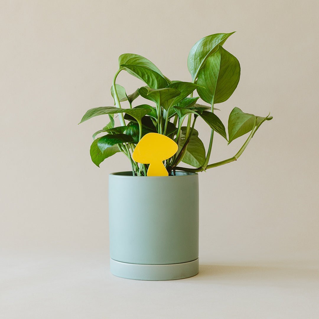 Green potted plant with a yellow mushroom-shaped sticky trap on a beige background