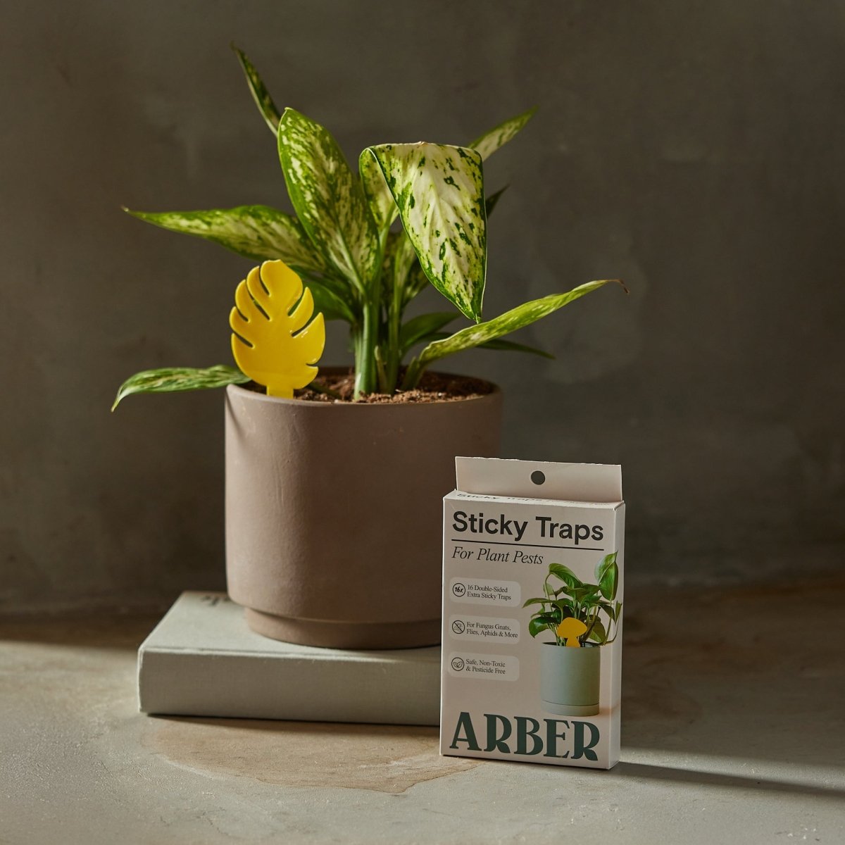 Potted plant next to a box of ARBER sticky traps on a neutral background