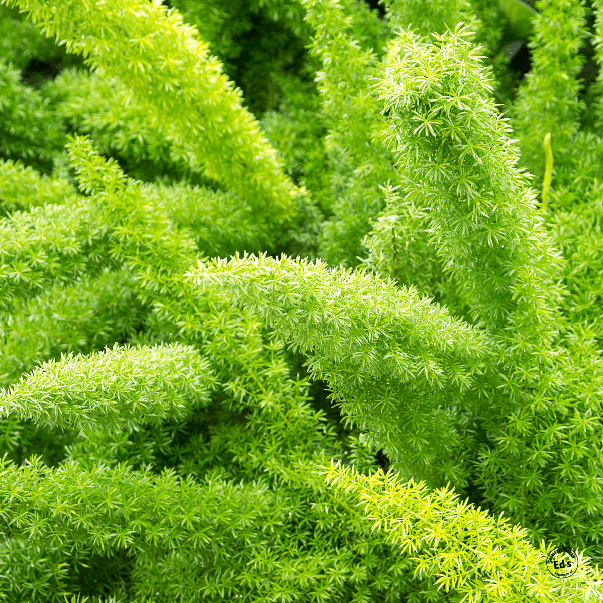 Foxtail Fern Foliage