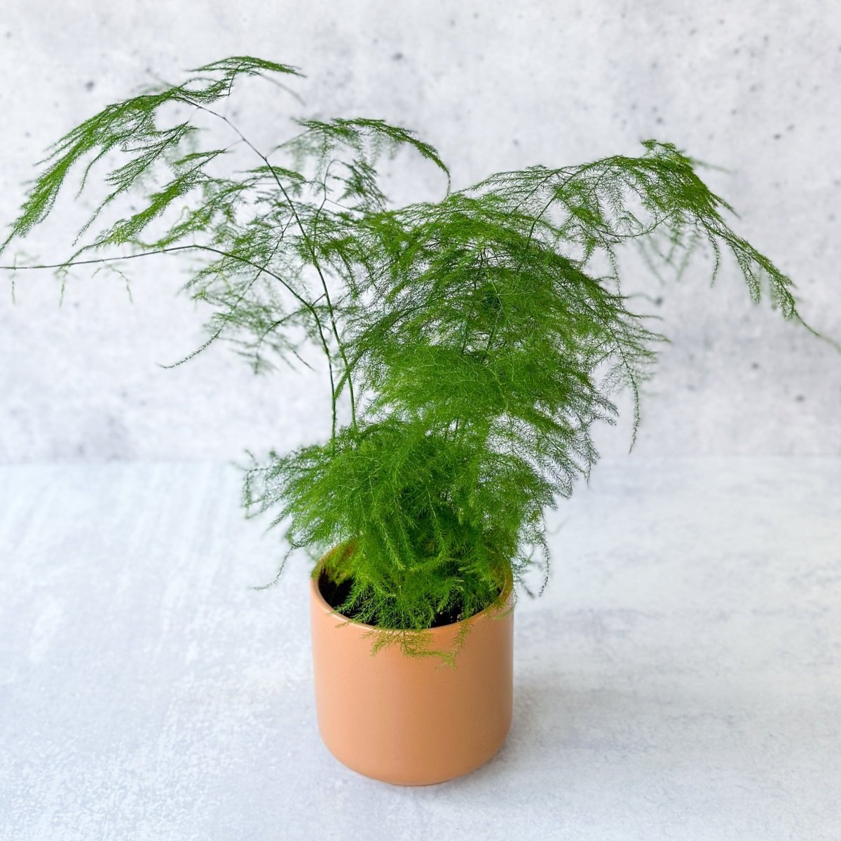 Asparagus plumosa - Asparagus Fern - 3.5 Inch - Ed's Plant Shop