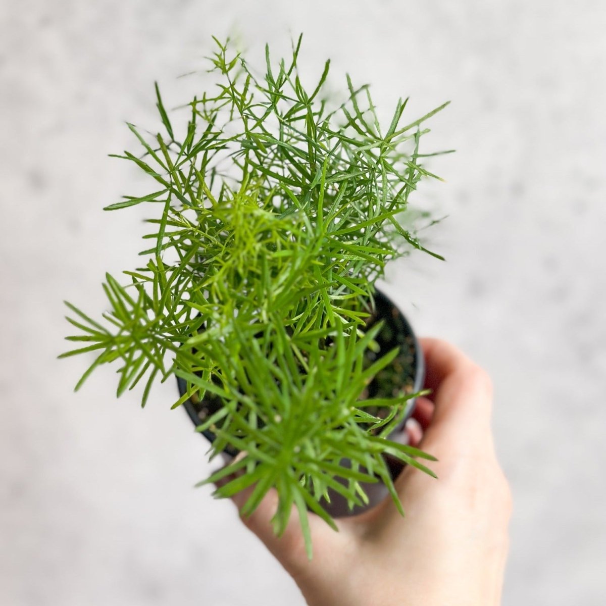 Asparagus plumosa - Asparagus Fern - 3.5 Inch - Ed's Plant Shop
