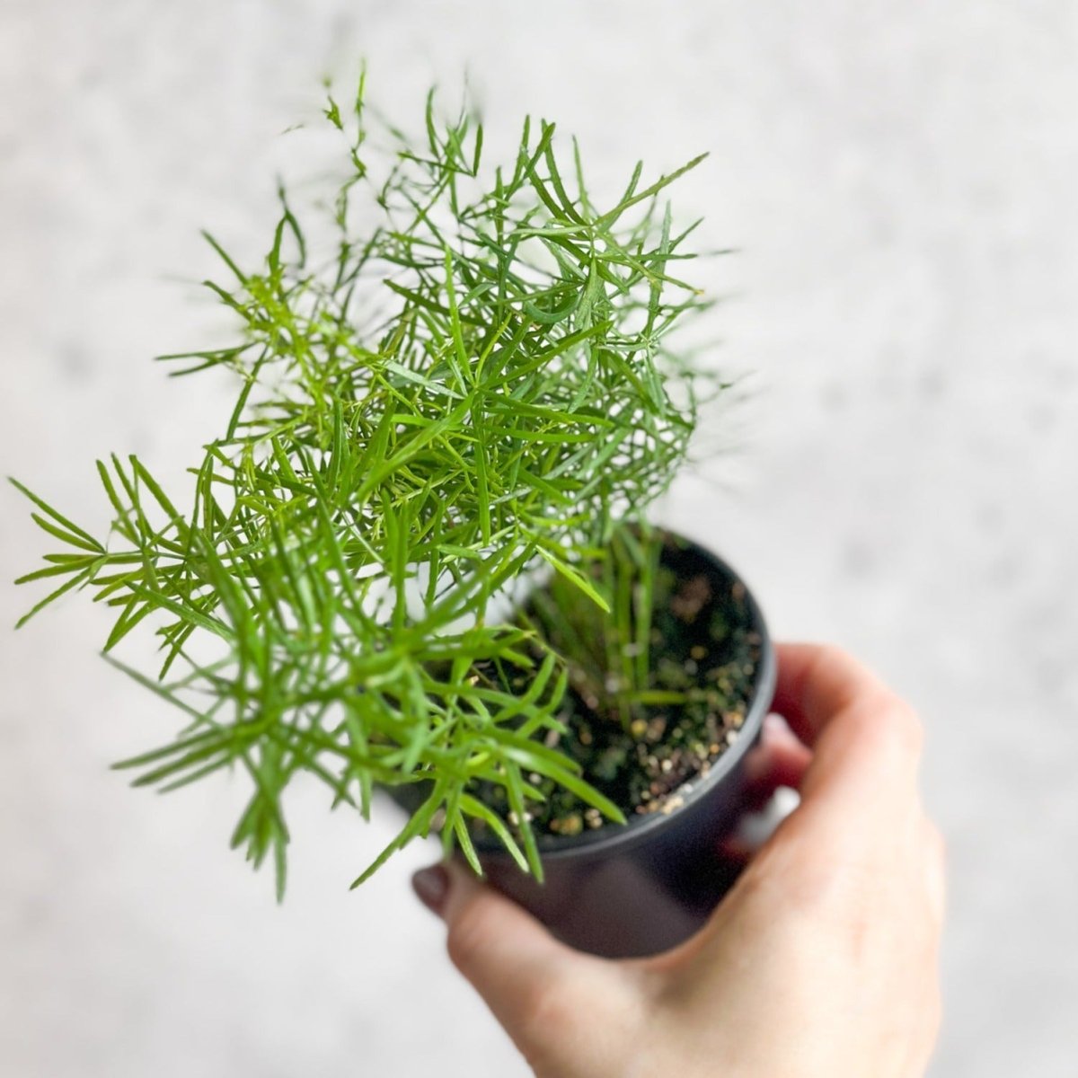 Asparagus plumosa - Asparagus Fern - 3.5 Inch - Ed's Plant Shop