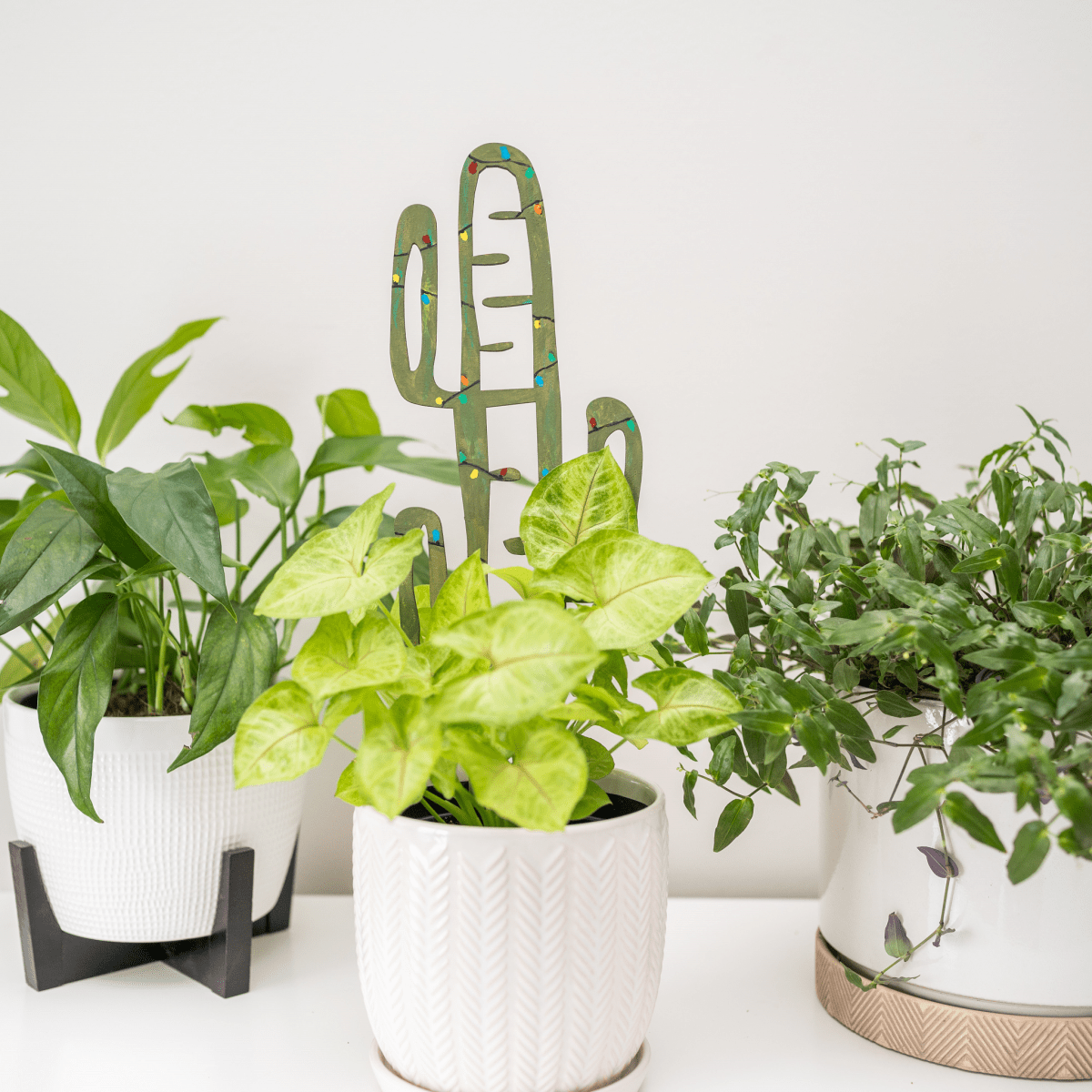 BARE™ Cactrella™ - Customizable wooden plant support - Inspired by the Barrel Cactus - Ed's Plant Shop