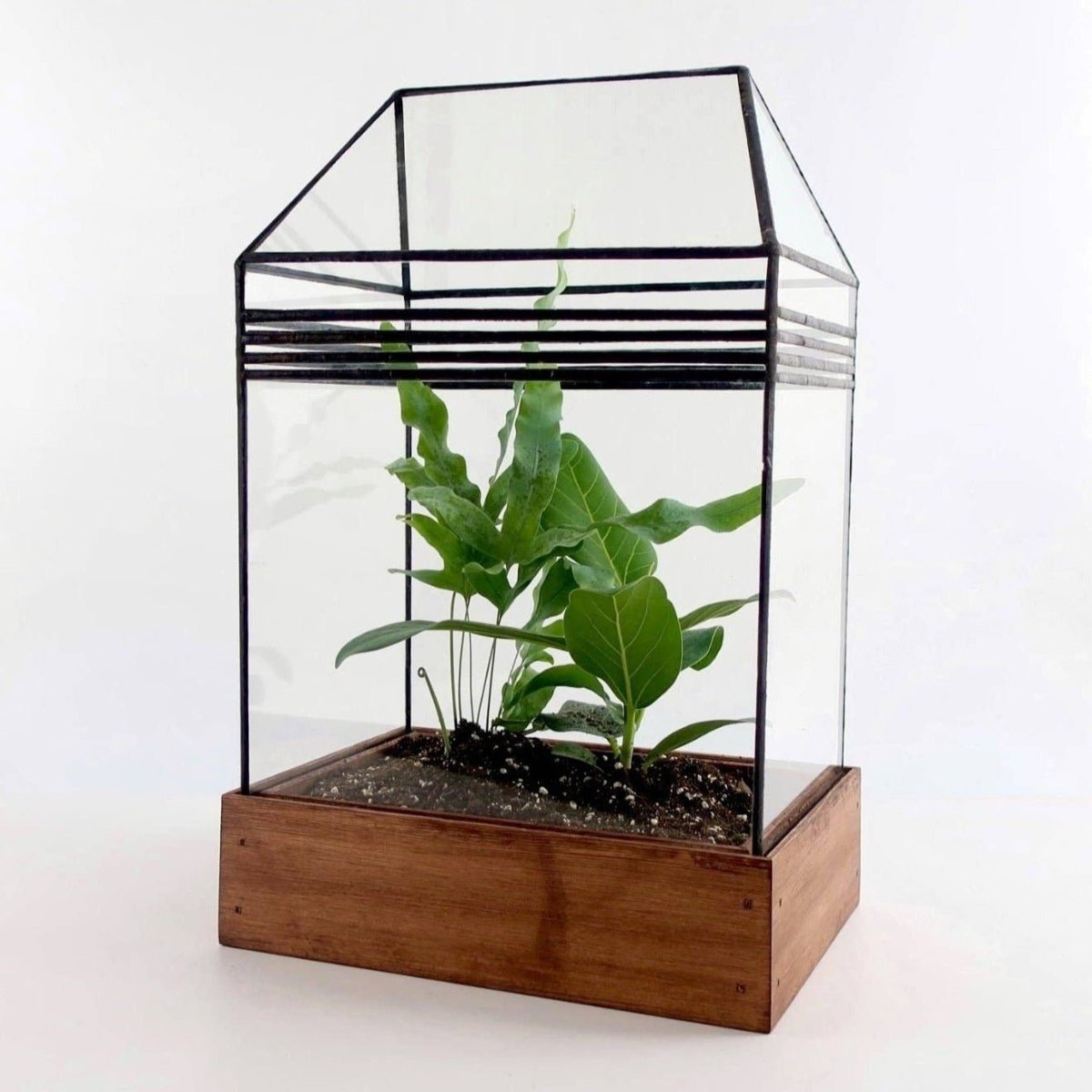 Baret Glass and wood Terrarium, Mini Greenhouse - Ed's Plant Shop