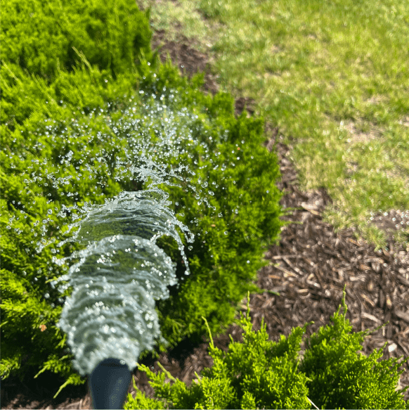 Bloom Juice - Blossom Boosting Fertilizer - Ed's Plant Shop