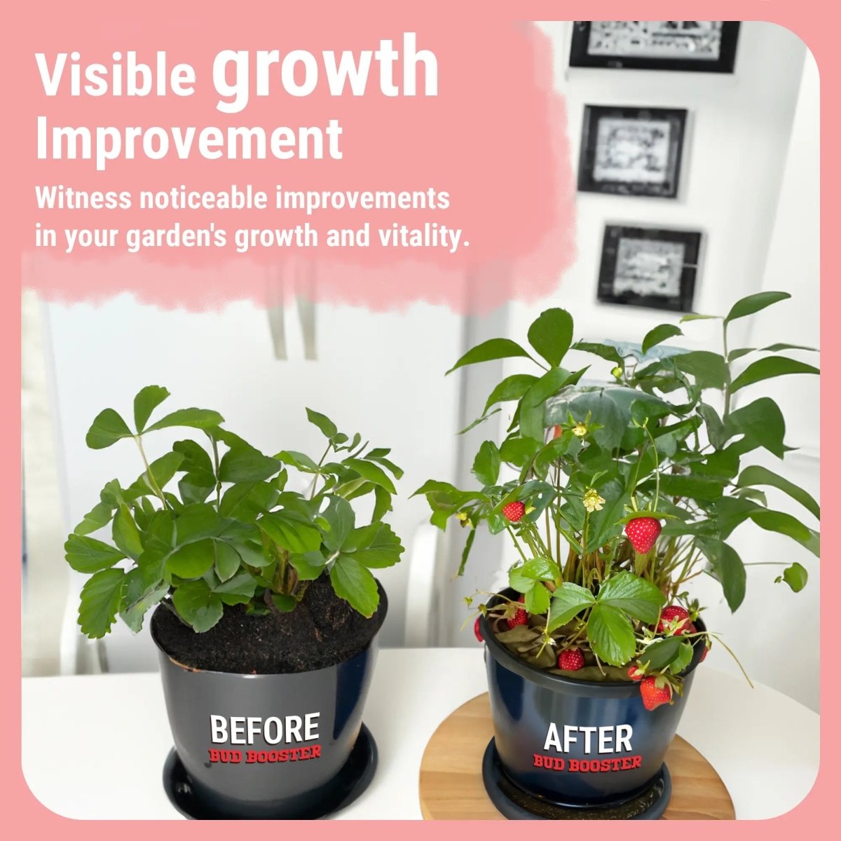 Bud Booster | Bigger Buds and Increased Yields - Ed's Plant Shop