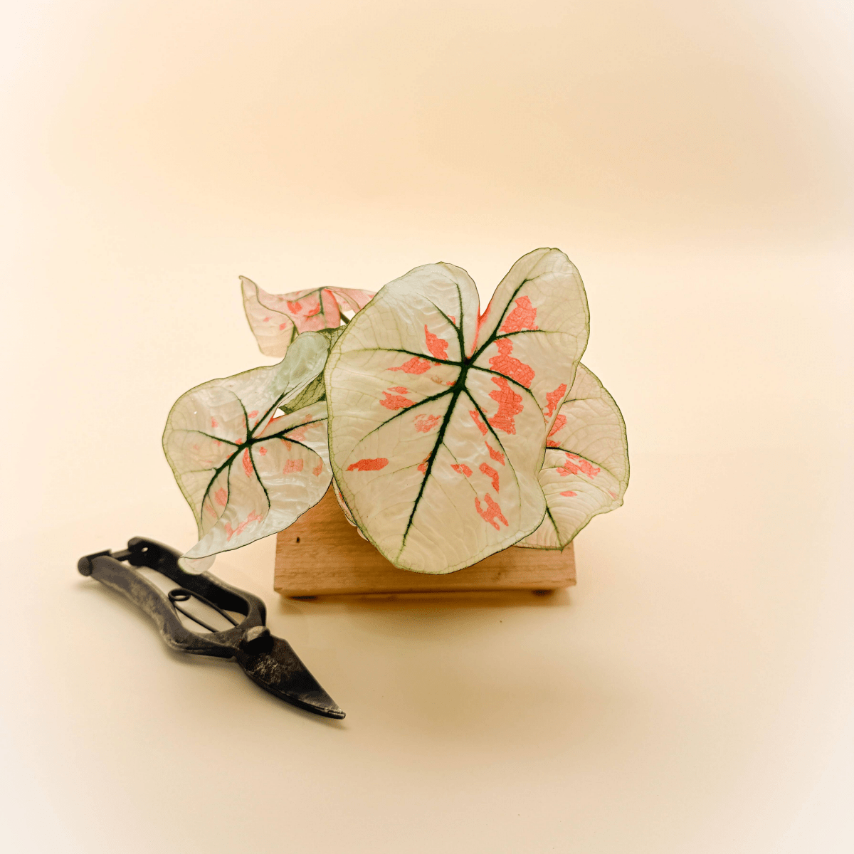 Caladium Bicolor ‘Snow’ – White & Green Heart - Shaped Foliage | Tropical Shade Plant - Ed's Plant Shop