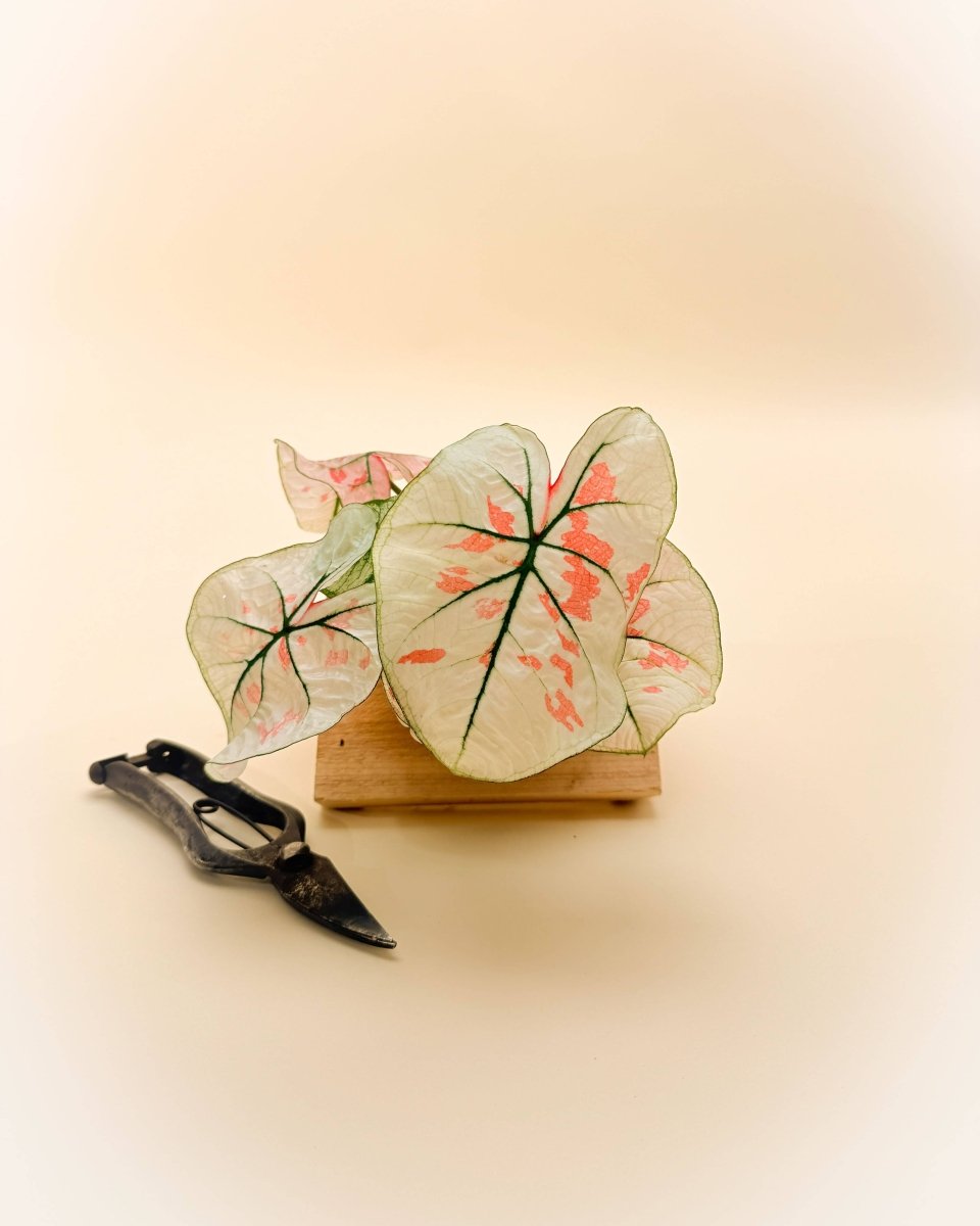 Caladium Bicolor ‘Snow’ – White & Green Heart - Shaped Foliage | Tropical Shade Plant - Ed's Plant Shop