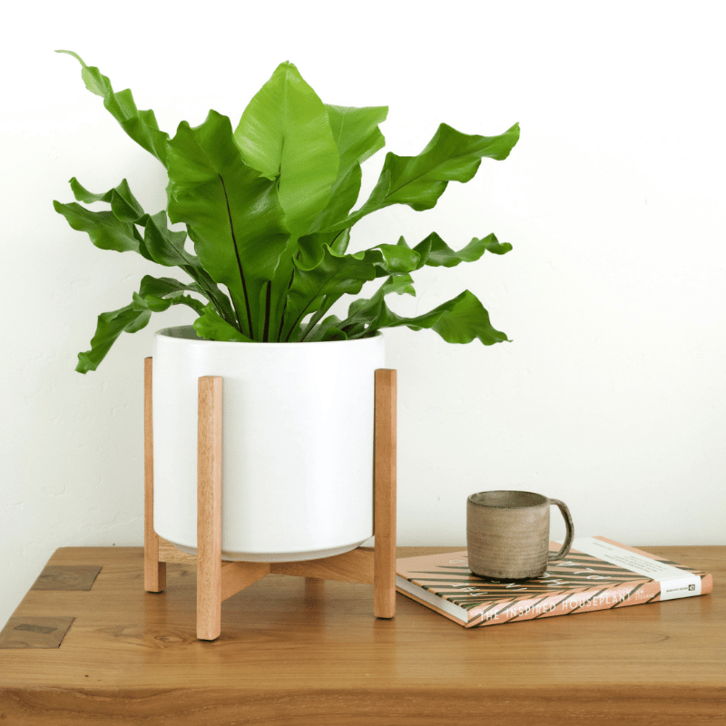 White planter with green plant on a wooden stand next to a mug and book on a wooden surface.