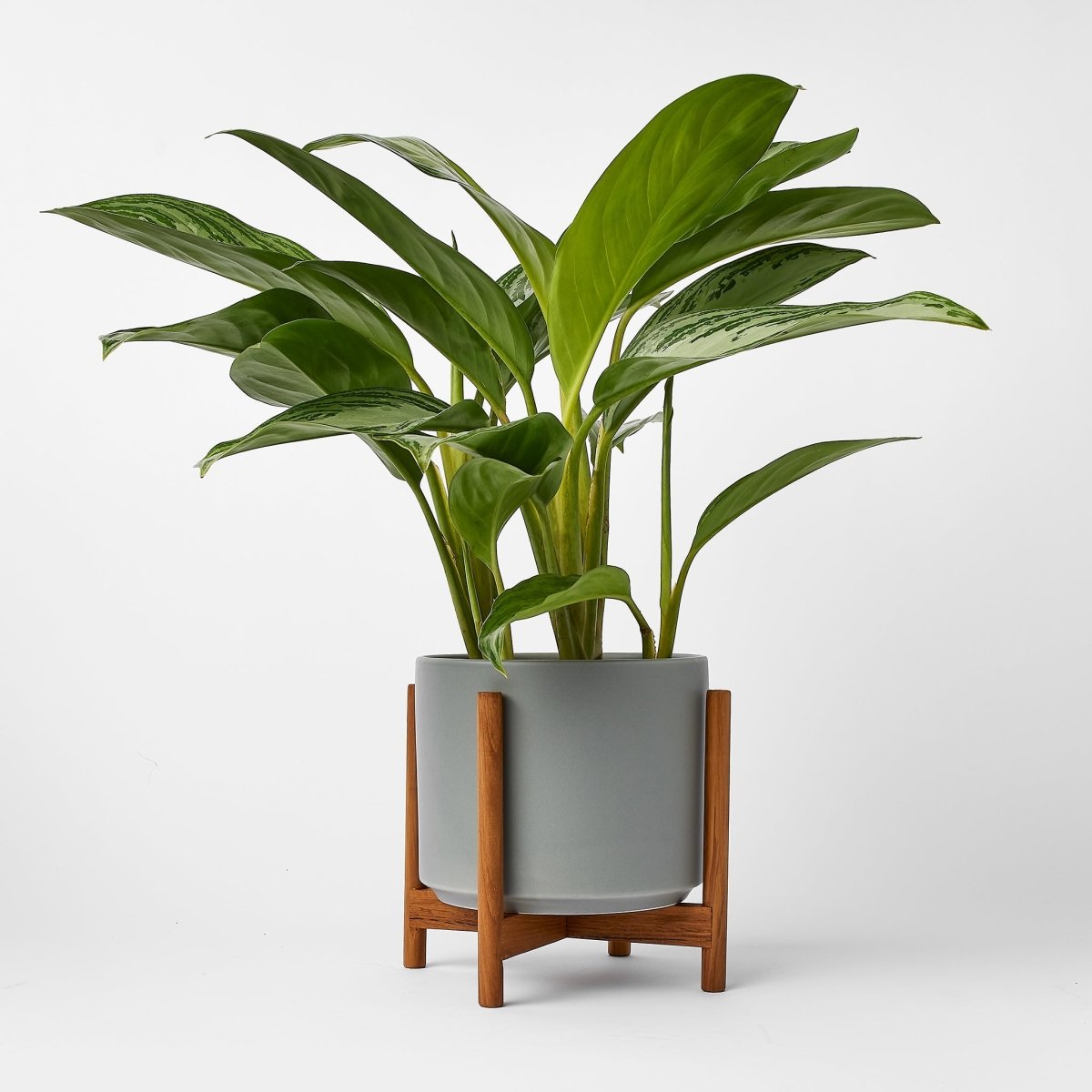 Ceramic Cylinder Planter with Optional Hardwood Stand - Ed's Plant Shop