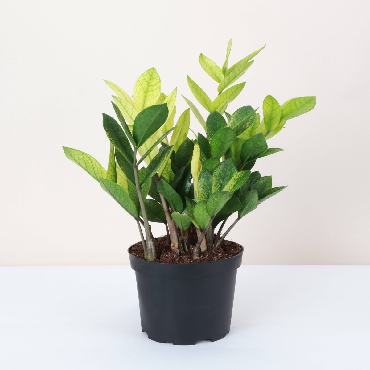 Chameleon ZZ Plant – Variegated Zamioculcas - Ed's Plant Shop