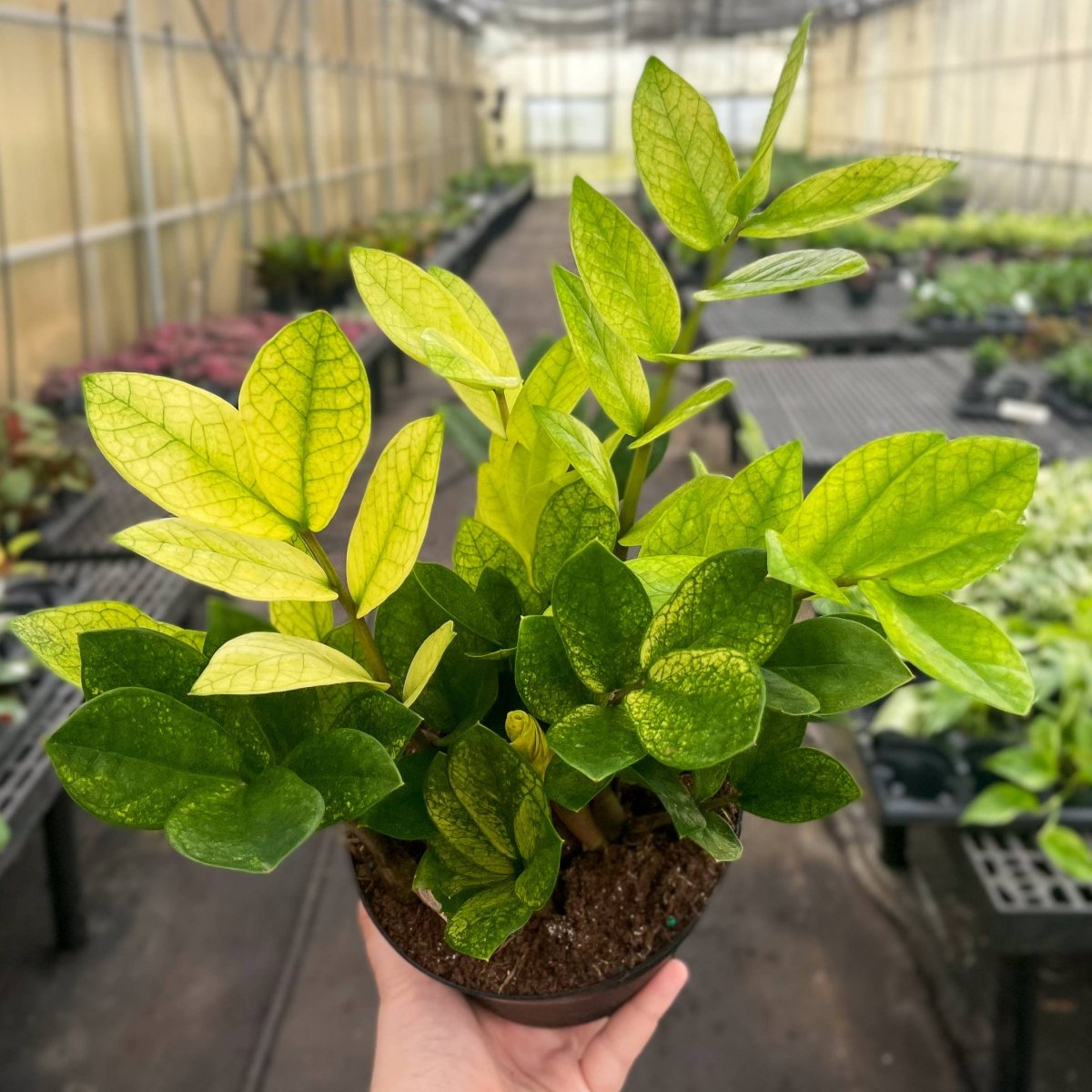 Chameleon ZZ Plant – Variegated Zamioculcas - Ed's Plant Shop