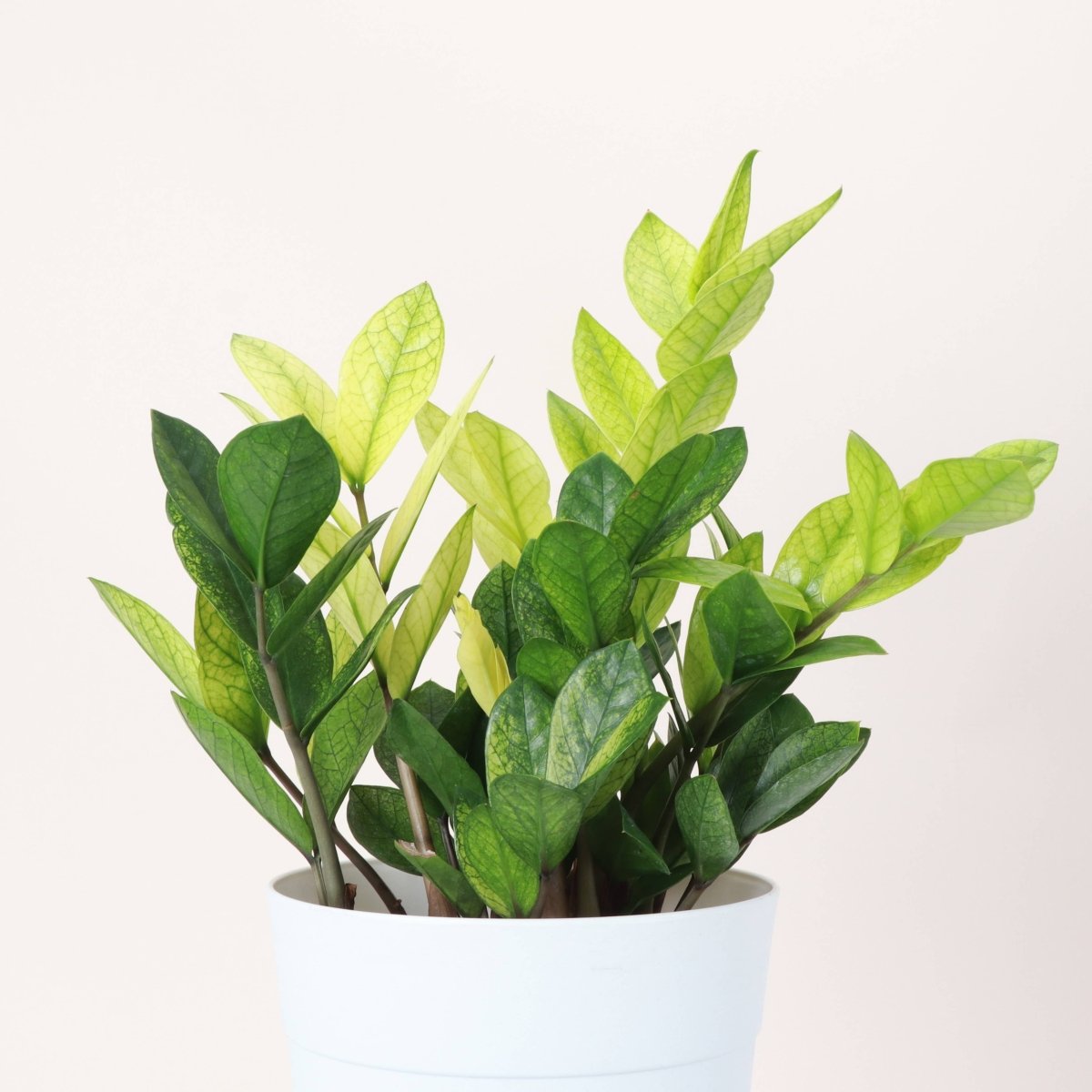 Chameleon ZZ Plant in White Planter – Variegated Zamioculcas - Ed's Plant Shop