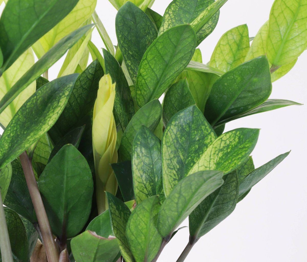 Chameleon ZZ Plant – Variegated Zamioculcas - Ed's Plant Shop