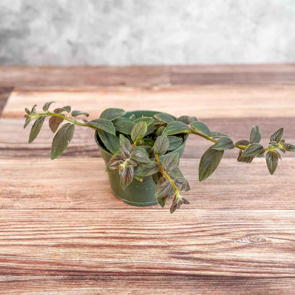 Columnea 'Chocolate Soldier - Chocolate Soldier Goldfish Plant - 4 Inch - Ed's Plant Shop