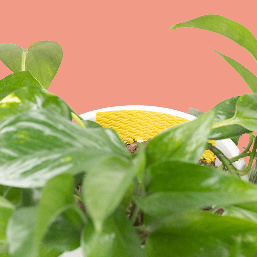 Compostable Gnat Traps – Non - Toxic, Plant - Safe Pest Control - Ed's Plant Shop