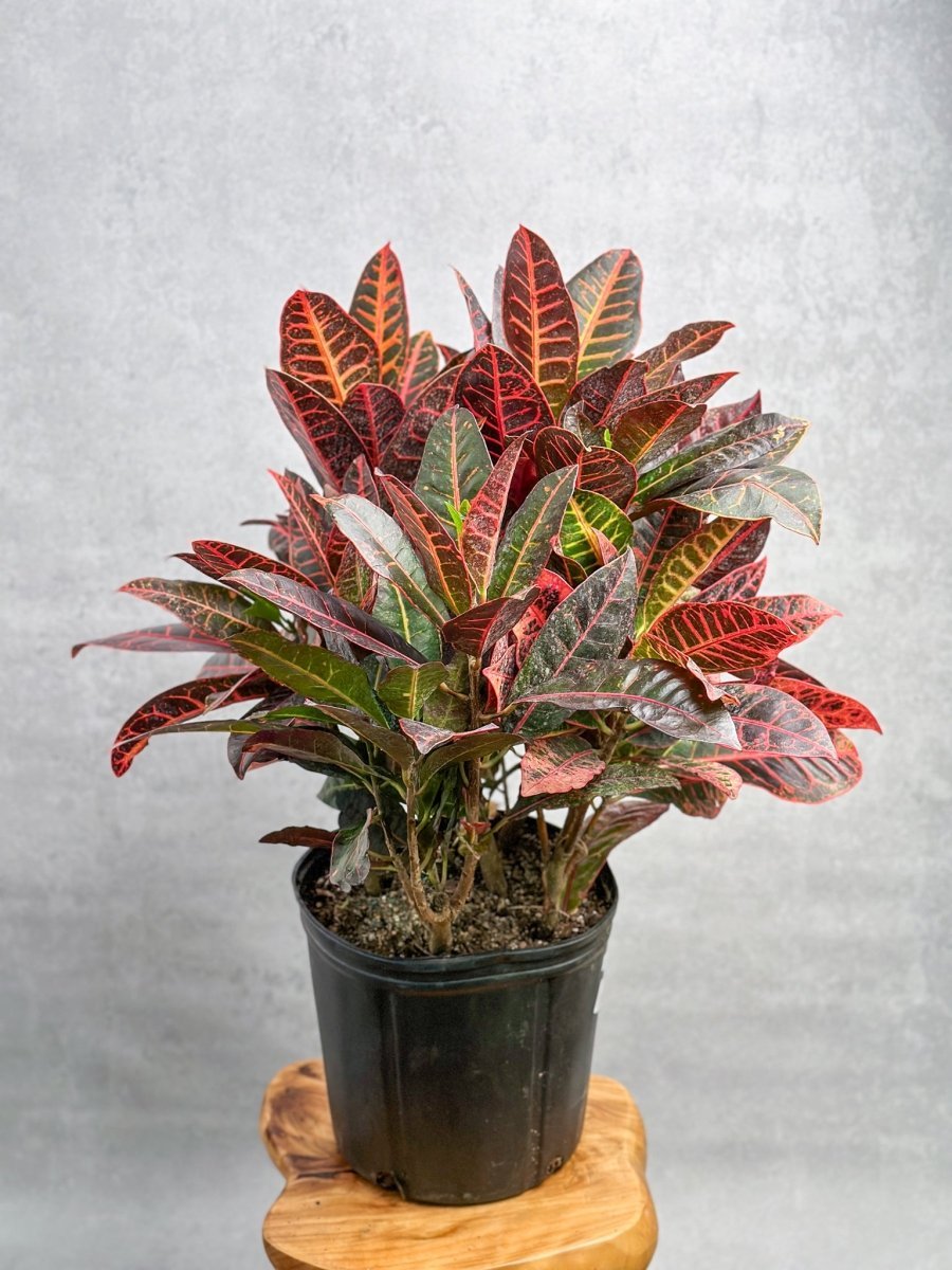 Croton 'Petra' Plant - Ed's Plant Shop