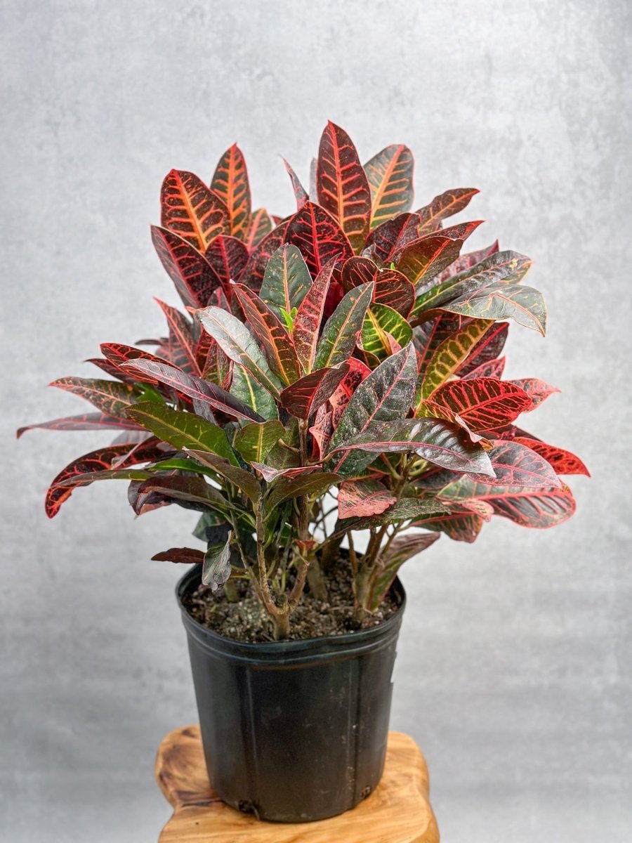 Croton 'Petra' Plant - Ed's Plant Shop