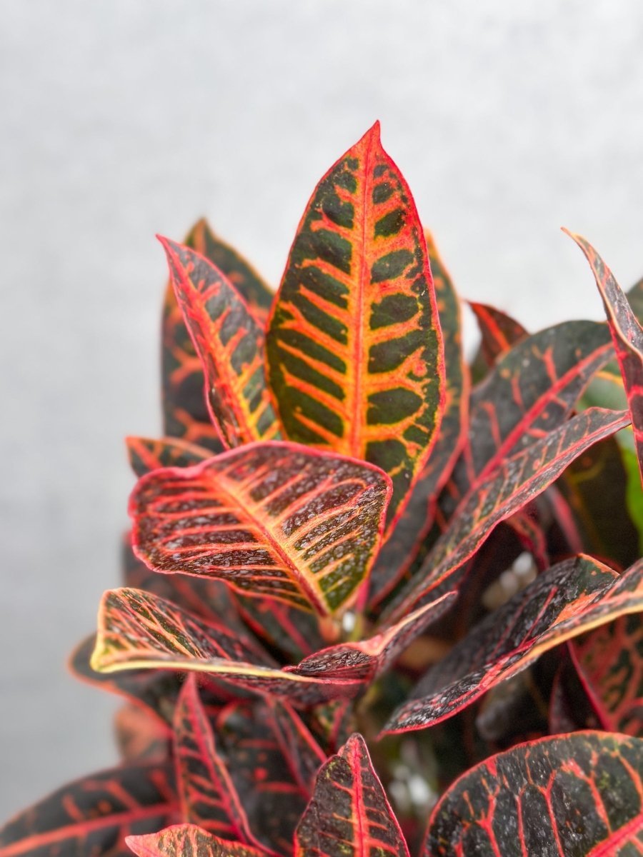 Croton 'Petra' Plant - Ed's Plant Shop