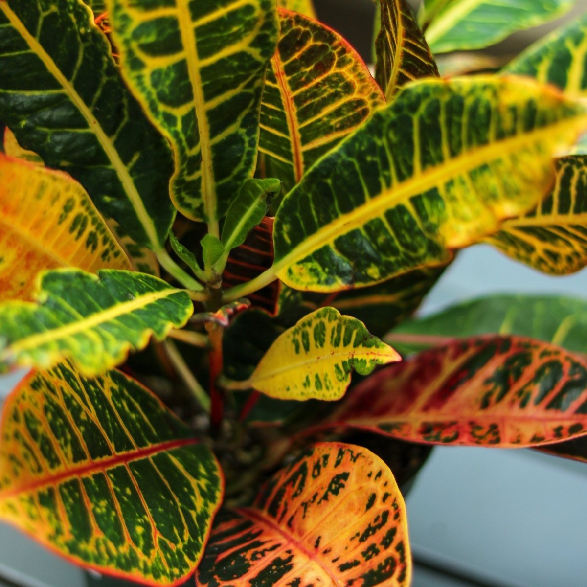Croton 'Petra' Plant - Ed's Plant Shop