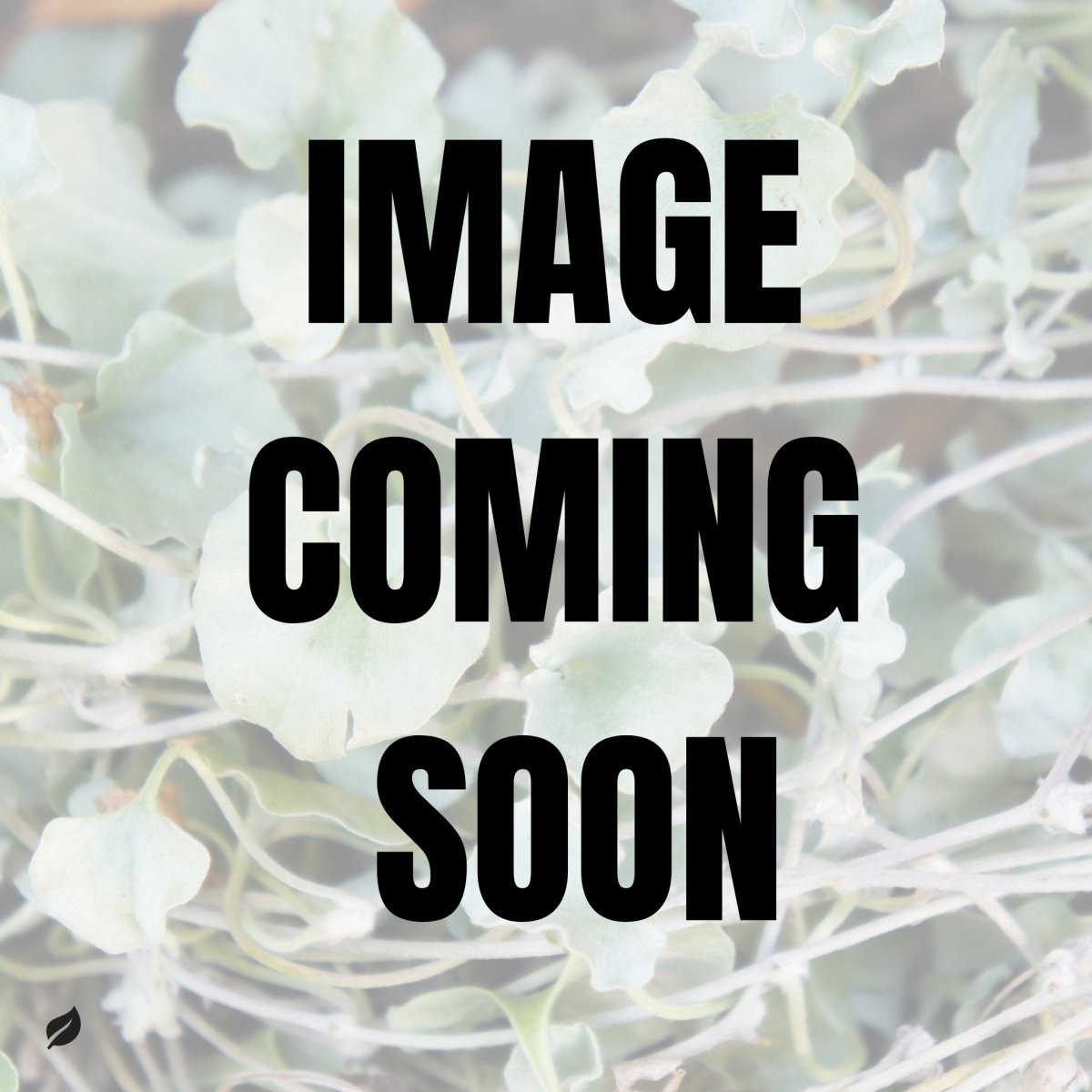 Dichondra repens 'Emerald Falls' - Emerald Falls Dichondra - Ed's Plant Shop