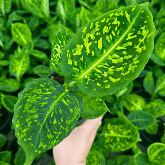 Dieffenbachia ‘Reflector’ – Reflector Dumb Cane - Ed's Plant Shop