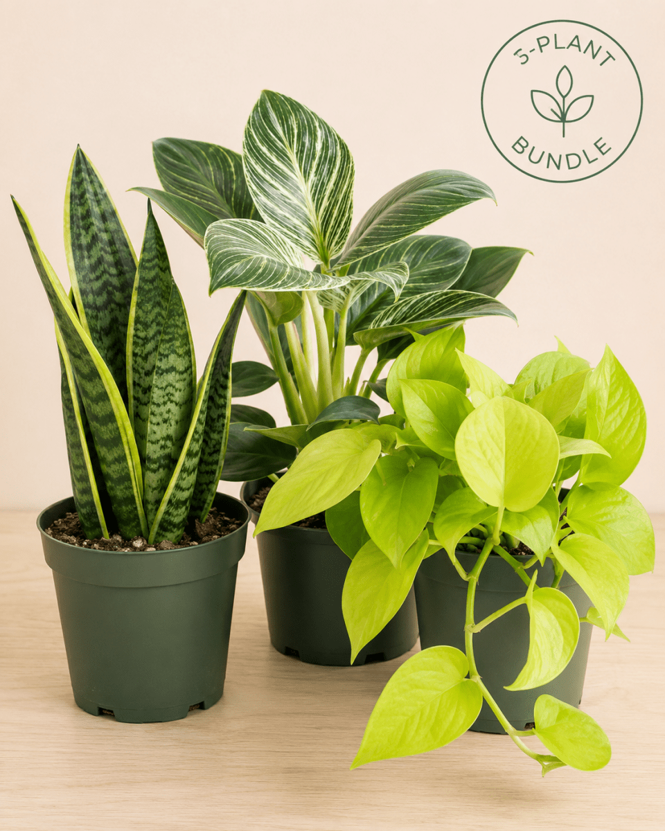Three potted houseplants arranged together on a light wood surface against a warm beige background. The bundle includes a snake plant in a dark green pot, a variegated green and white leafy plant in a dark green pot, and a bright yellow-green trailing vine in a dark green pot.