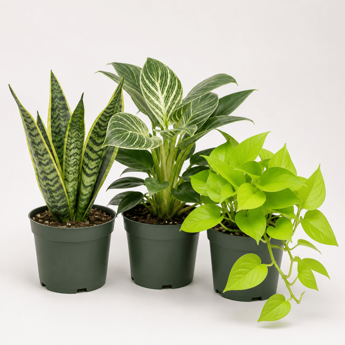 Three potted houseplants in dark green plastic nursery pots on a clean white studio background: a snake plant with upright variegated leaves, a leafy green plant with broad white-edged leaves, and a bright green trailing pothos plant.
