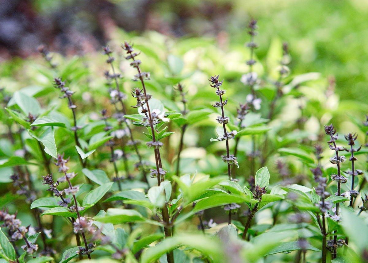 Edible Petals - Seed Collection - Ed's Plant Shop