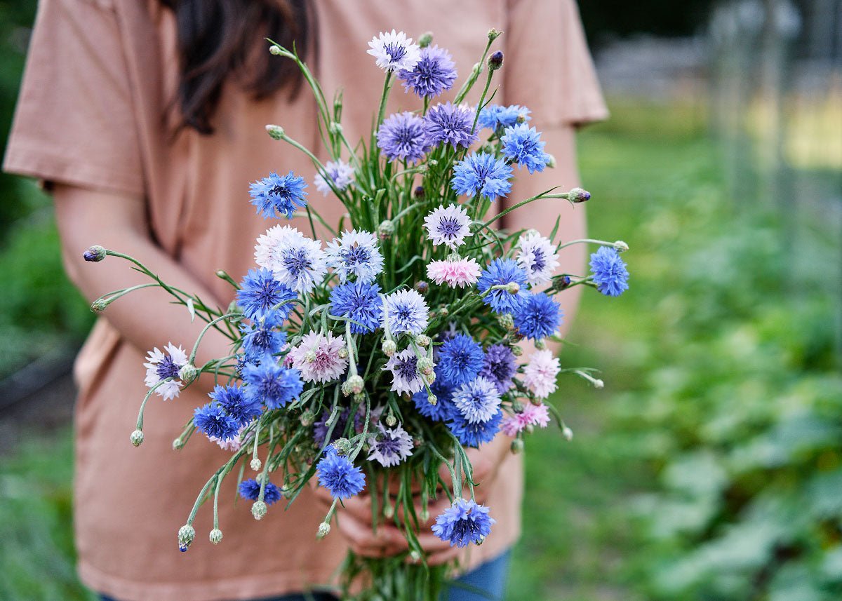 Edible Petals - Seed Collection - Ed's Plant Shop